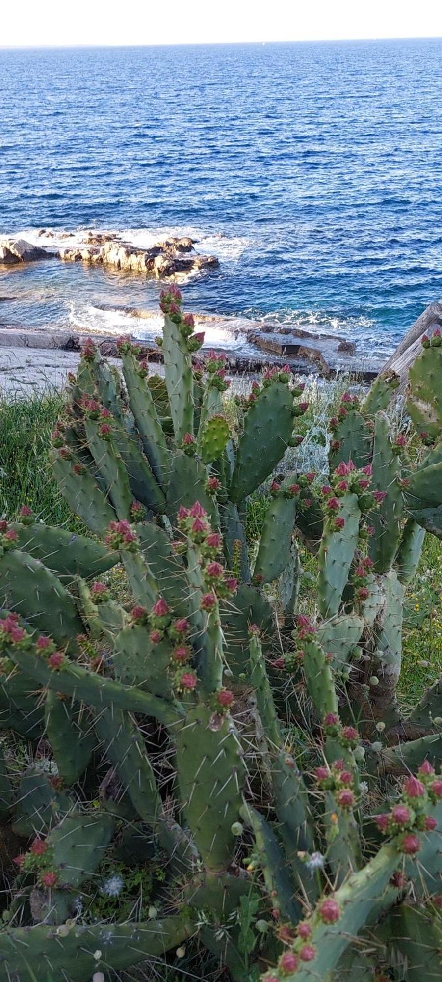 Irene Veli Losinj